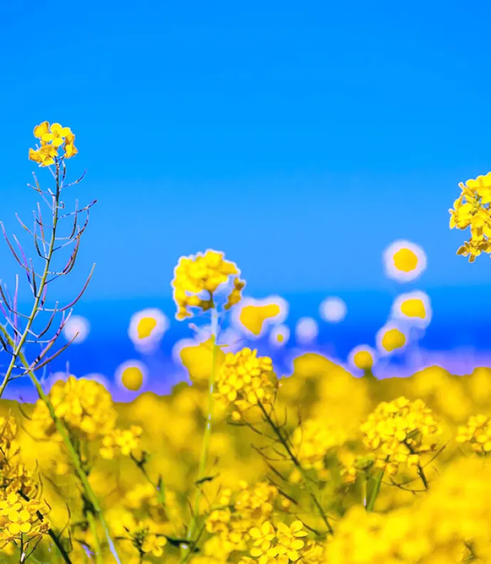 yellow flowers