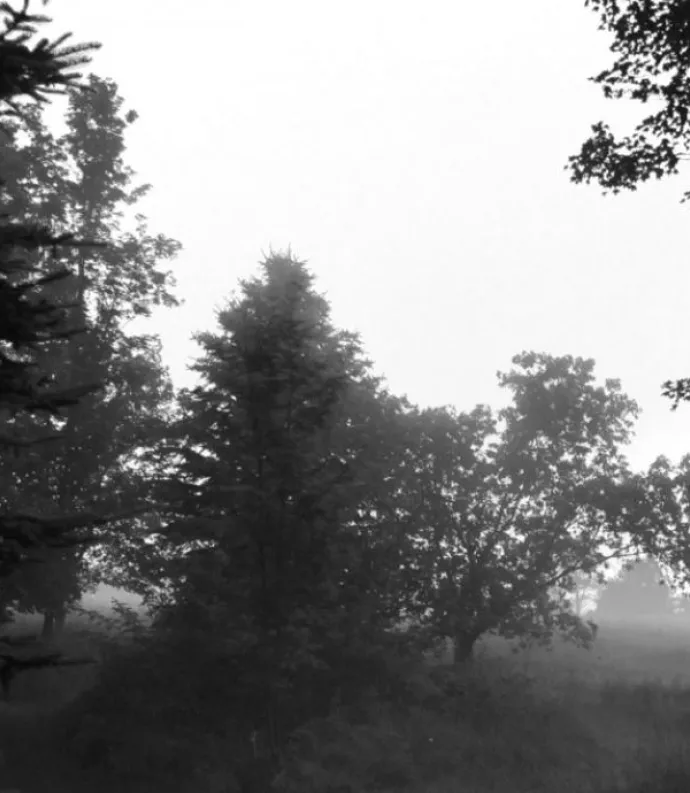 black and white image of trees