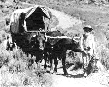 Ezra driving an Ox team